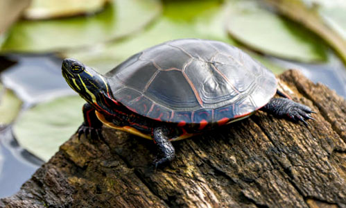 Sturg-Turtle